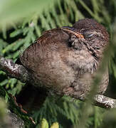 Eurasian Wren