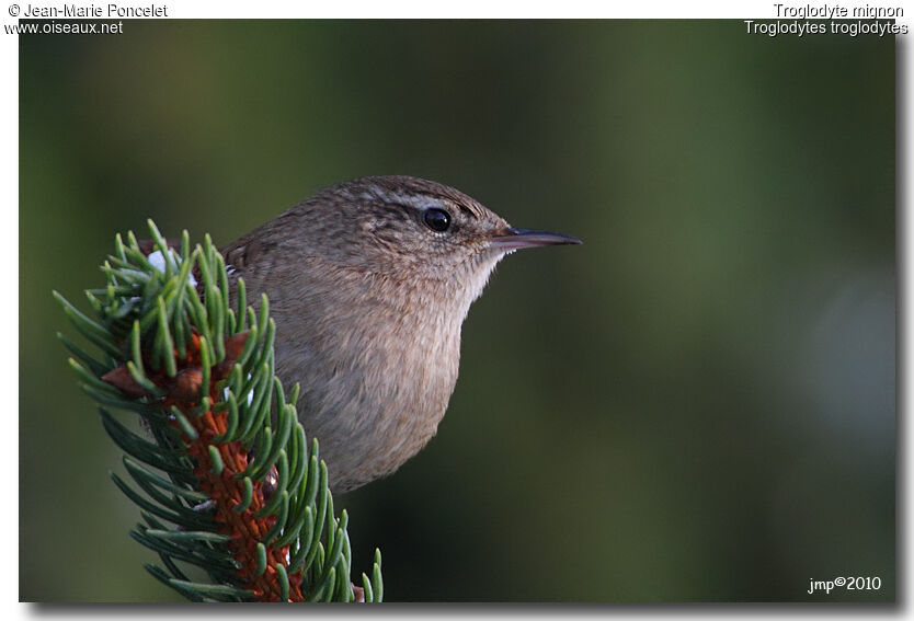 Eurasian Wren