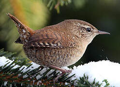 Eurasian Wren