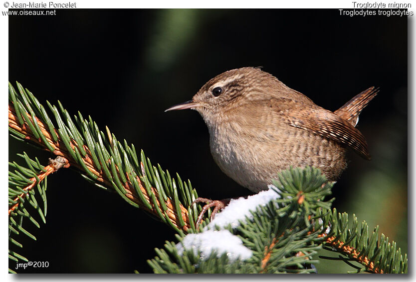 Eurasian Wren