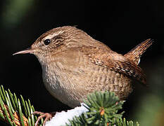 Eurasian Wren