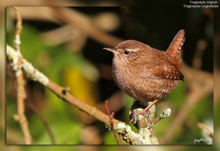 Eurasian Wren