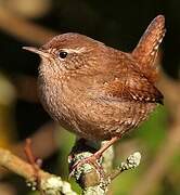 Eurasian Wren