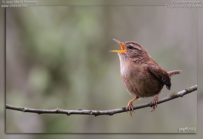 Troglodyte mignon