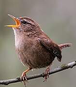 Eurasian Wren