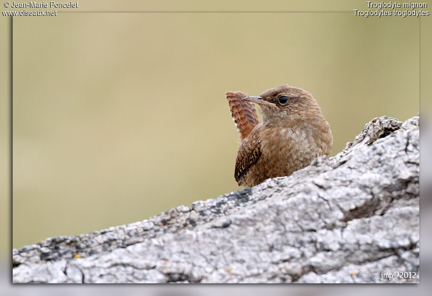 Troglodyte mignon