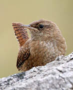 Eurasian Wren