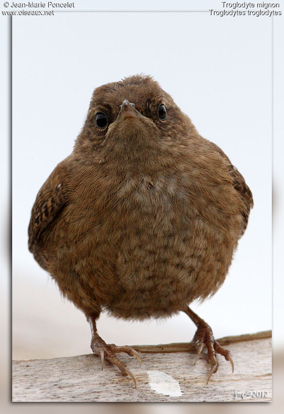 Eurasian Wren