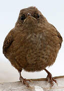 Eurasian Wren