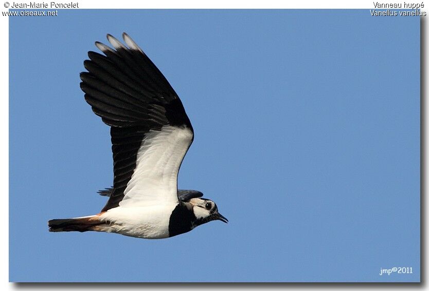 Northern Lapwing