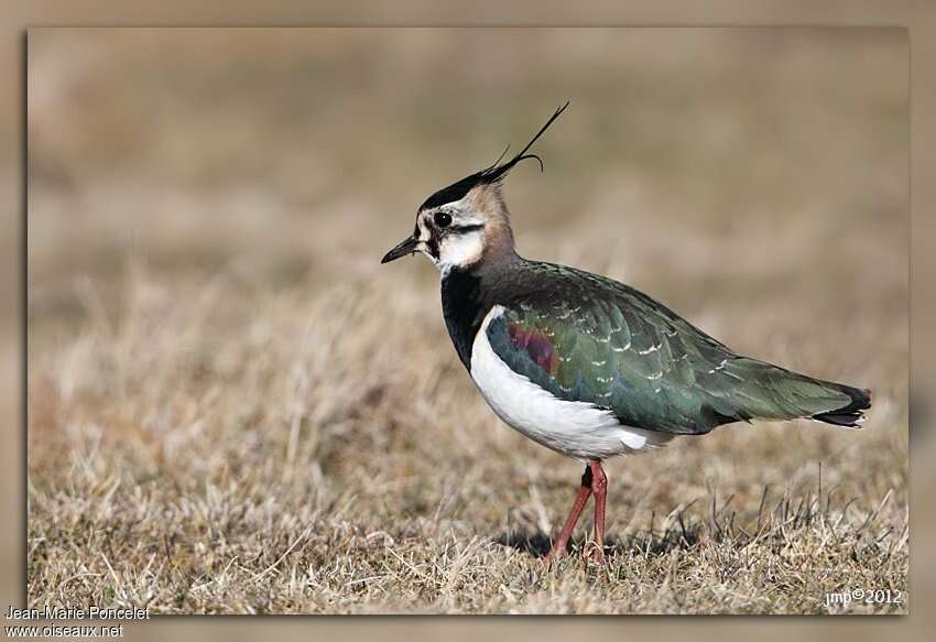 Northern Lapwingadult post breeding, identification