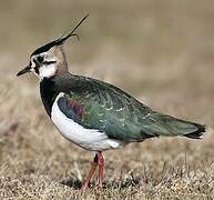 Northern Lapwing