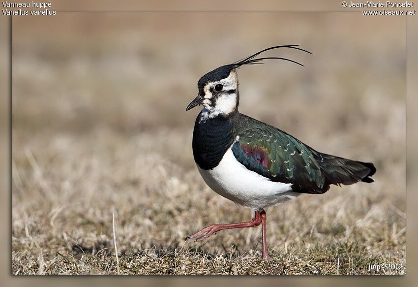 Northern Lapwing