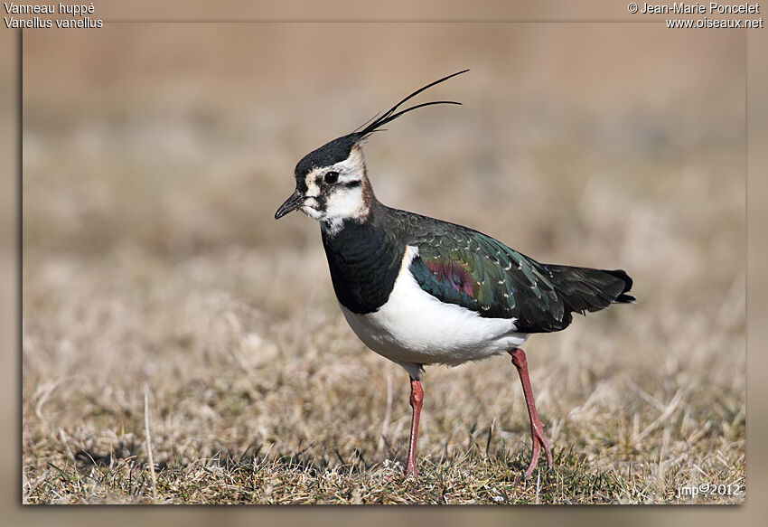 Northern Lapwing