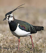 Northern Lapwing