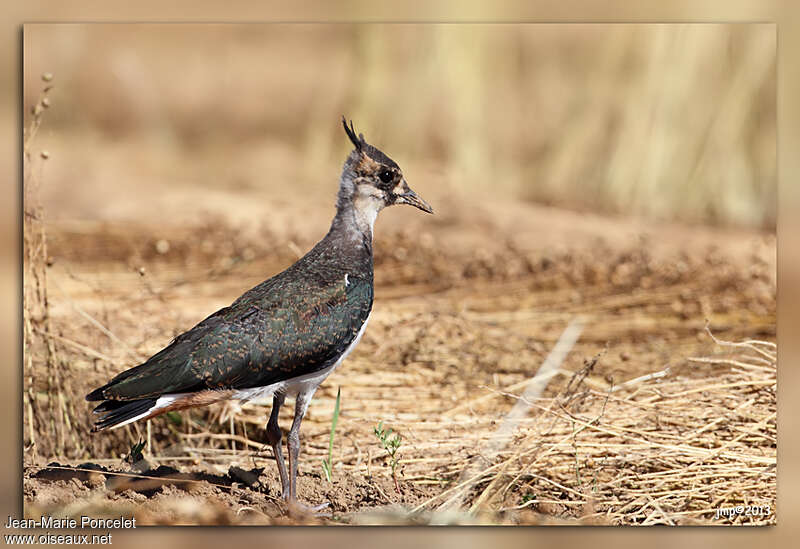 Northern Lapwingjuvenile, identification