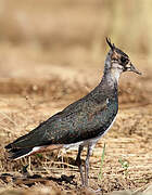 Northern Lapwing