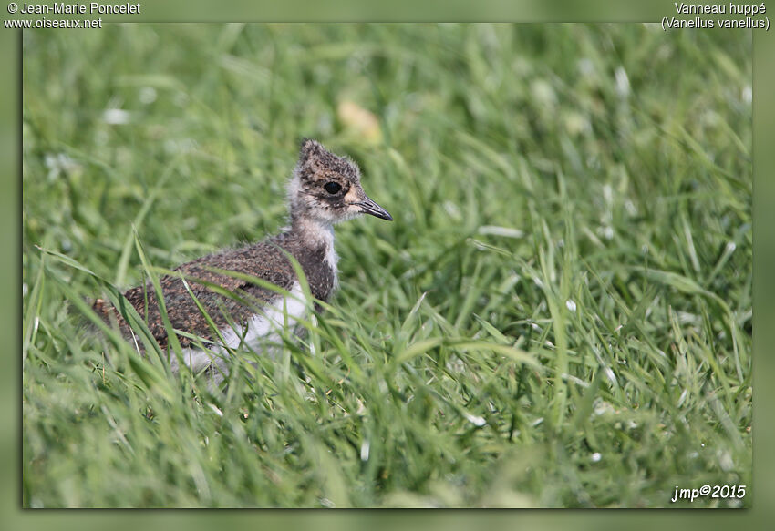 Northern Lapwingjuvenile