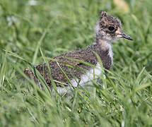 Northern Lapwing