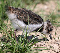 Northern Lapwing