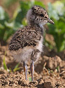 Northern Lapwing