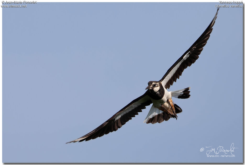 Northern Lapwing