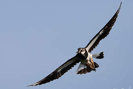 Northern Lapwing