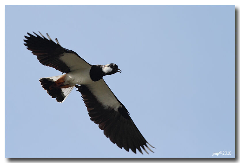 Northern Lapwing