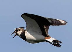 Northern Lapwing