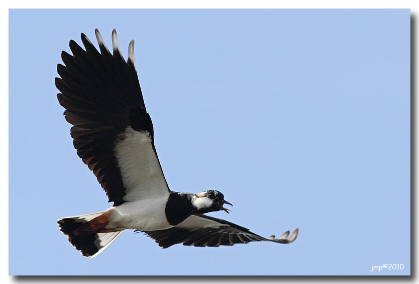 Northern Lapwing