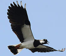 Northern Lapwing