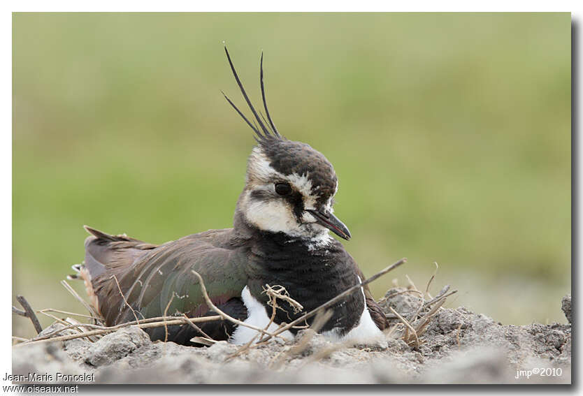 Northern Lapwing female adult, Reproduction-nesting