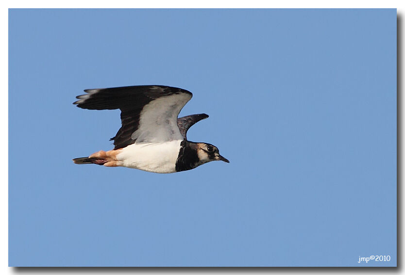 Northern Lapwing