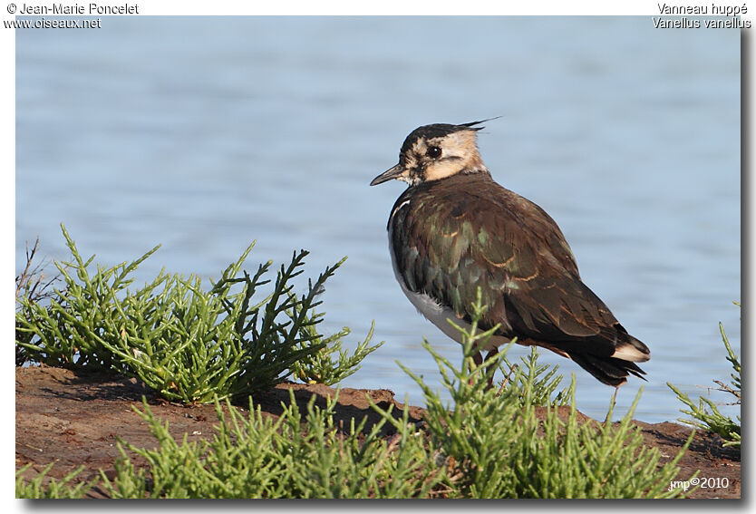 Northern Lapwing