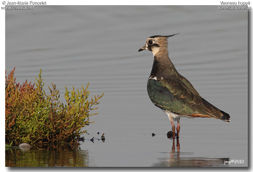 Northern Lapwing