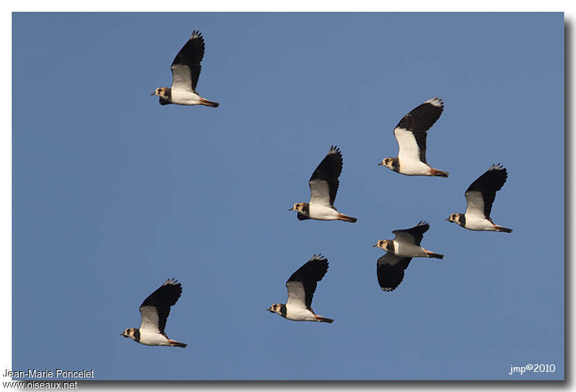 Northern Lapwing, pigmentation, Flight, Behaviour