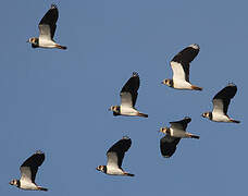 Northern Lapwing