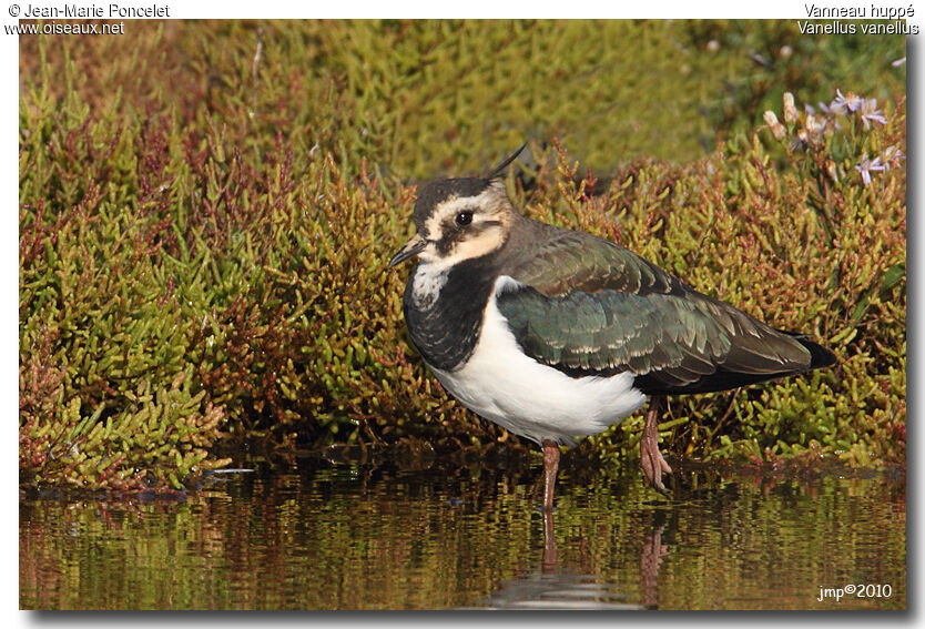 Northern Lapwing