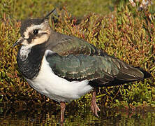 Northern Lapwing