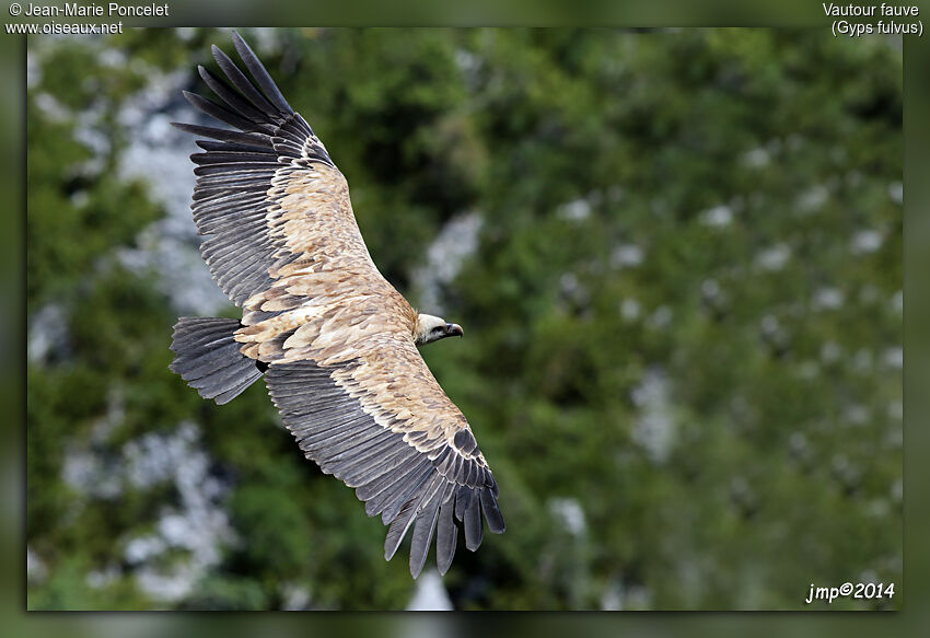 Vautour fauve