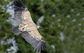 Griffon Vulture