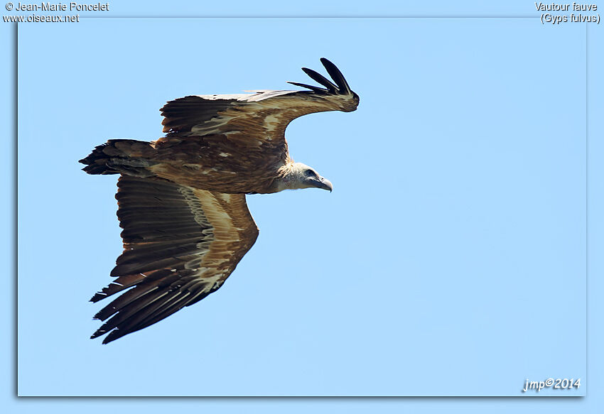 Griffon Vulture