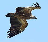 Griffon Vulture