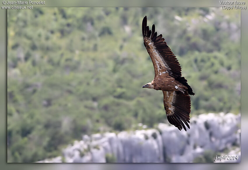 Griffon Vulture