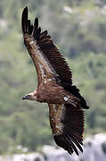 Griffon Vulture