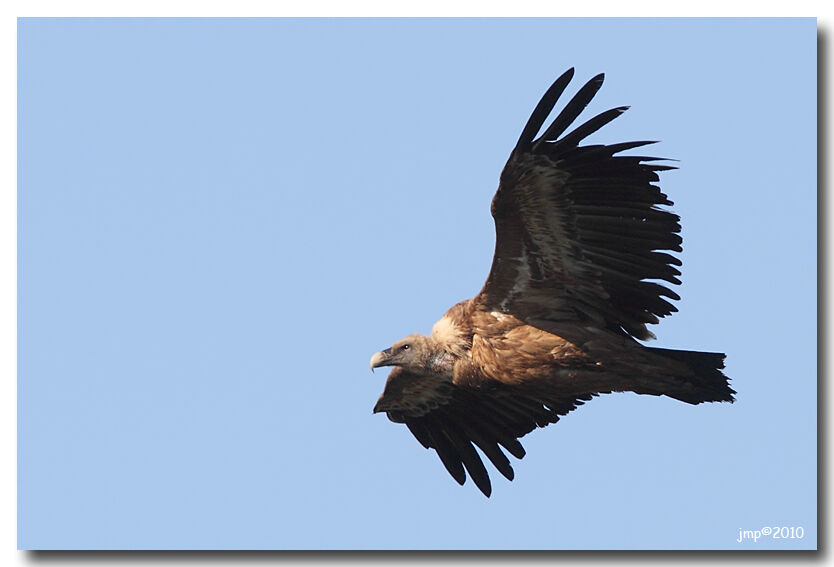 Griffon Vulture