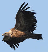 Griffon Vulture