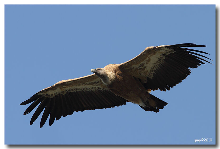 Griffon Vulture