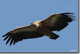 Griffon Vulture