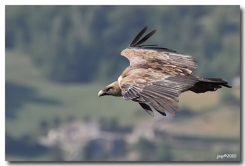 Vautour fauve